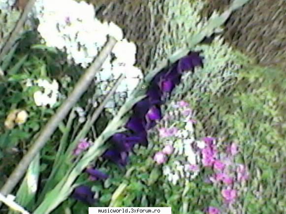 Poze facute de noi - Acestea sunt florile mele :D - Diverse poze^_^